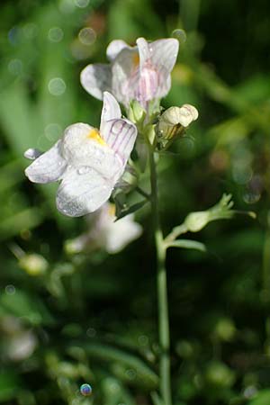 Linaria repens \ Gestreiftes Leinkraut / Pale Toadflax, D Sandhausen 13.8.2021