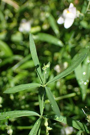 Linaria repens \ Gestreiftes Leinkraut / Pale Toadflax, D Sandhausen 13.8.2021