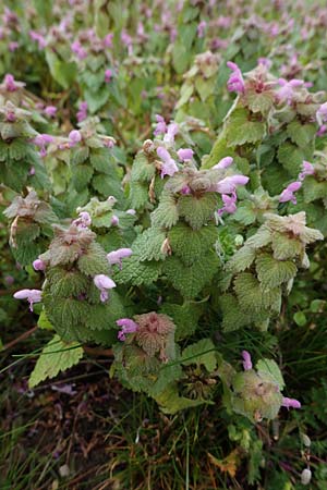 Lamium purpureum \ Rote Taubnessel / Red Dead-Nettle, D Hockenheim 5.4.2022