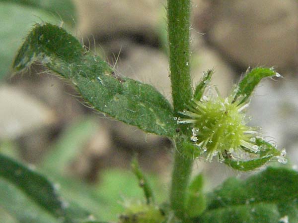 Lappula squarrosa \ Stechender Igelsame, D Botan. Gar.  Universit.  Heidelberg 22.5.2007