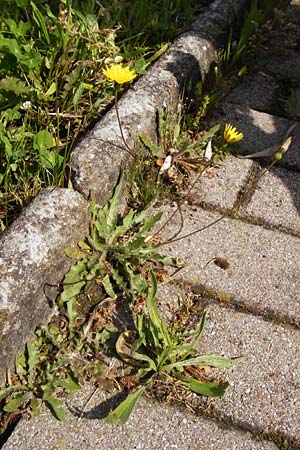 Leontodon saxatilis \ Nickender Lwenzahn / Lesser Hawkbit, Hairy Hawkbit, D Sinsheim 15.5.2015