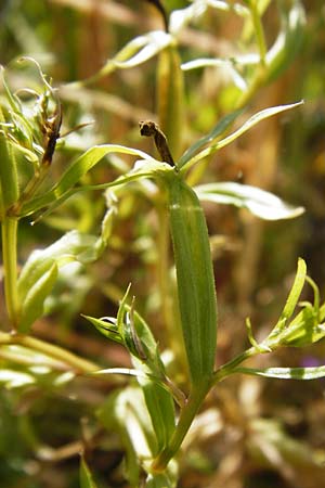 Legousia speculum-veneris \ Gewhnlicher Frauenspiegel, Venusspiegel / Large Venus' Looking-Glass, D Mühlacker-Großglattbach 6.7.2015