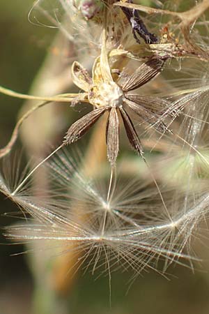 Lactuca serriola \ Kompass-Lattich, Wilder Lattich, D Schriesheim 13.9.2016