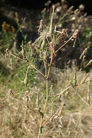 Lactuca serriola \ Kompass-Lattich, Wilder Lattich / Prickly Lettuce, D Schriesheim 13.9.2016