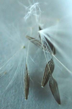 Lactuca serriola \ Kompass-Lattich, Wilder Lattich / Prickly Lettuce, D Schriesheim 13.9.2016