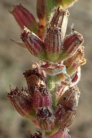 Lythrum salicaria \ Blut-Weiderich / Purple Loosestrife, D Sachsen-Anhalt, Jerichow 22.9.2020