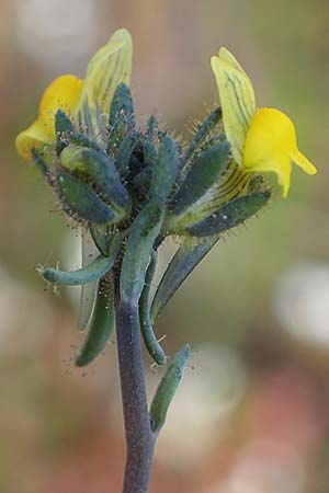 Linaria simplex \ Einfaches Leinkraut / Simple Toadflax, D Kehl 17.4.2021