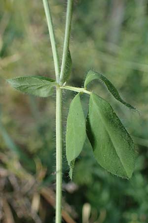 Lotus pedunculatus \ Sumpf-Hornklee, D Hunsrück, Börfink 18.7.2022