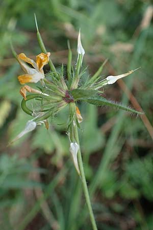 Lotus pedunculatus \ Sumpf-Hornklee / Greater Bird's-Foot Trefoil, D Hunsrück, Börfink 18.7.2022