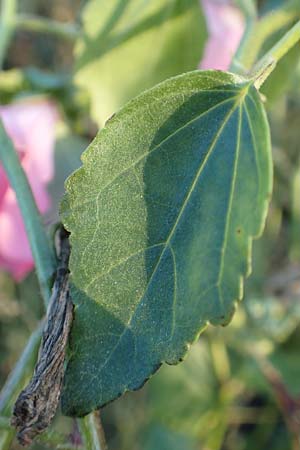 Malva thuringiaca \ Thringer Strauchpappel / Thuringian Mallow, D Bürstadt 5.10.2016