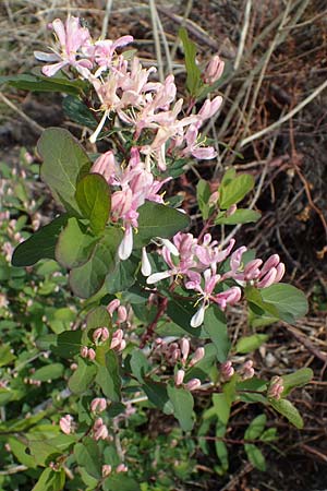 Lonicera tatarica \ Tataren-Heckenkirsche / Tatarian Honeysuckle, D Frankfurt Airport 8.5.2021