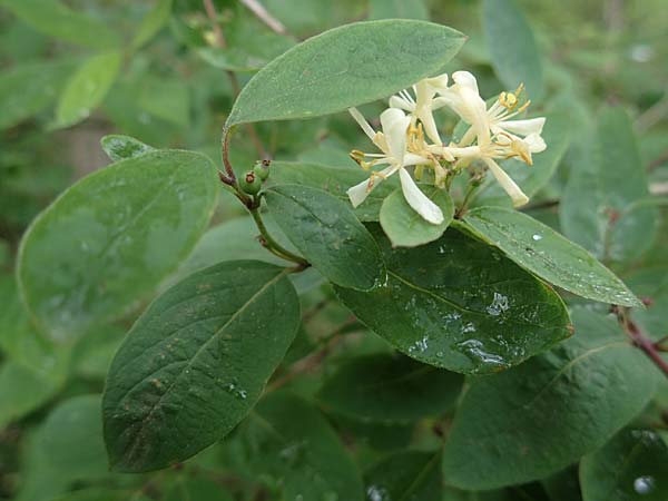 Lonicera tatarica \ Tataren-Heckenkirsche / Tatarian Honeysuckle, D Mannheim 27.5.2021