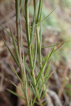 Linum tenuifolium \ Schmalblttriger Lein, D Grünstadt-Asselheim 26.8.2021