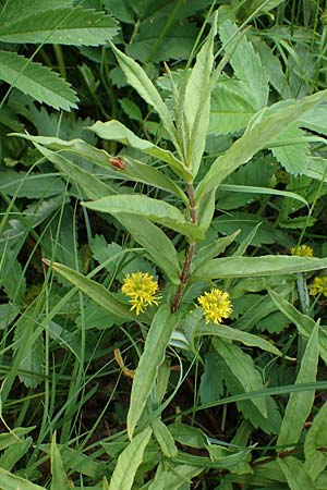 Lysimachia thyrsiflora / Tufted Loosestrife, D Rhön, Schwarzes Moor 20.6.2023