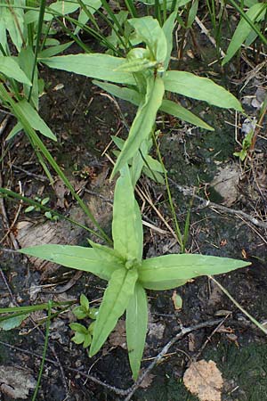 Lysimachia thyrsiflora \ Straubltiger Gilb-Weiderich, D Rhön, Schwarzes Moor 20.6.2023