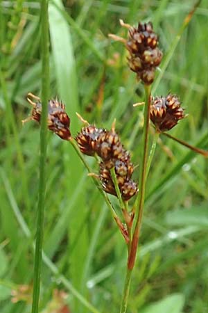 Luzula multiflora \ Vielbltige Hainsimse / Heath Wood-Rush, D Pfronten 9.6.2016