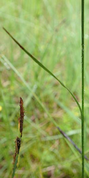 Luzula multiflora \ Vielbltige Hainsimse / Heath Wood-Rush, D Pfronten 9.6.2016