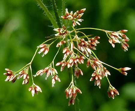 Luzula luzuloides subsp. cuprina \ Weiliche Hainsimse, D Schwarzwald, Feldberg 27.6.2015 (Photo: Ursula Schiebold)