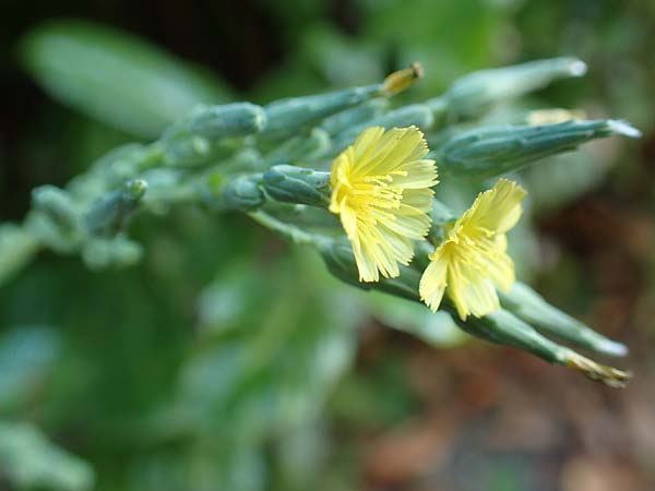 Lactuca virosa \ Gift-Lattich, D Schriesheim 7.8.2017