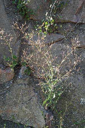 Lactuca virosa \ Gift-Lattich, D Schriesheim 7.8.2017