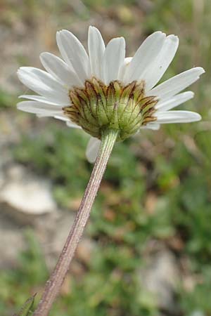 Leucanthemum vulgare \ Magerwiesen-Margerite, Frhe Wucherblume, D Lorch am Rhein 9.5.2018