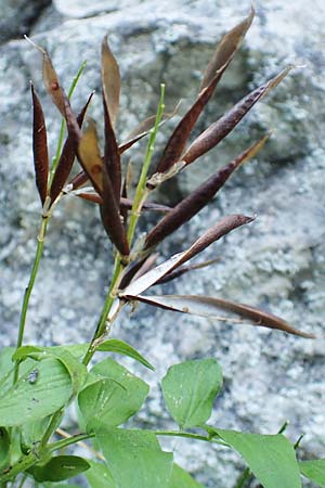 Lathyrus vernus \ Frhlings-Platterbse / Spring Pea, D Beuron 27.6.2018