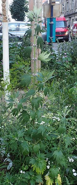 Leonurus cardiaca subsp. villosus \ Zottiges Echtes Herzgespann, Lwenschwanz / Motherwort, D Mannheim 9.6.2021