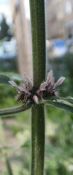 Leonurus cardiaca subsp. villosus \ Zottiges Echtes Herzgespann, Lwenschwanz / Motherwort, D Mannheim 9.6.2021