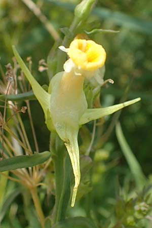 Linaria vulgaris \ Gewhnliches Leinkraut, D Weisenheim am Sand 26.8.2021