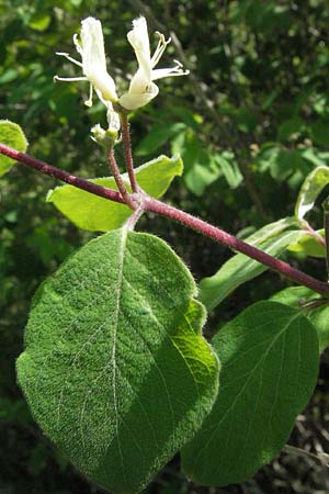 Lonicera xylosteum \ Rote Heckenkirsche, D Hüfingen 18.5.2007