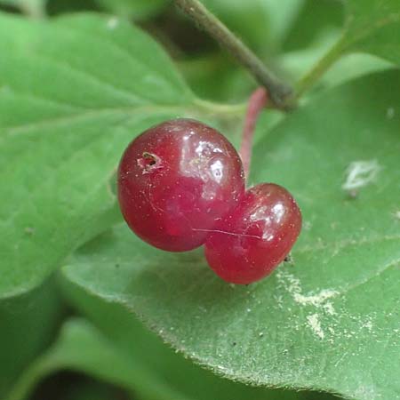 Lonicera xylosteum \ Rote Heckenkirsche, D Kraichgau, Epfenbach 5.7.2017