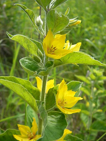 Lysimachia vulgaris \ Gilb-Weiderich, D Waghäusel 7.6.2010