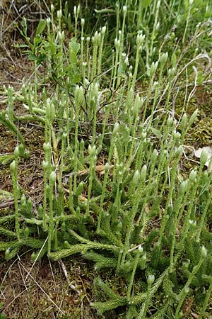 Lycopodium clavatum \ Keulen-Brlapp / Stag's-Horn Clubmoss, Common Clubmoss, D Rosenthal 15.6.2019