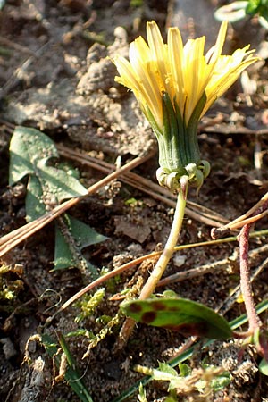 Taraxacum spec6 ? / Dandelion, D Schwetzingen 12.11.2015