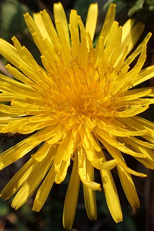 Taraxacum spec6 ? \ Lwenzahn / Dandelion, D Schwetzingen 12.11.2015