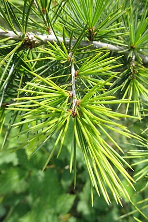 Cedrus libani / Cedar of Lebanon, D Mannheim 22.5.2023