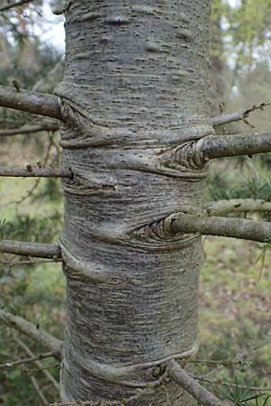 Cedrus libani / Cedar of Lebanon, D Mannheim 1.4.2024