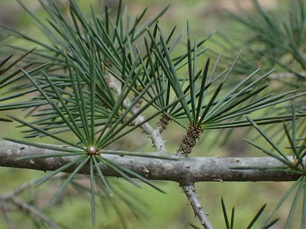 Cedrus libani / Cedar of Lebanon, D Mannheim 1.4.2024