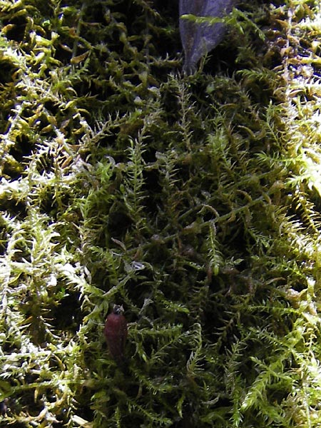 Fontinalis antipyretica \ Brunnen-Moos, D Römerberg 5.9.2009