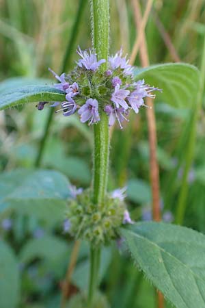 Mentha arvensis \ Acker-Minze / Corn Mint, D Odenwald, Mossautal 3.9.2015