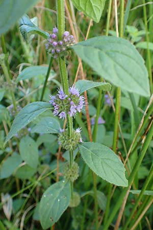 Mentha arvensis / Corn Mint, D Odenwald, Mossautal 3.9.2015