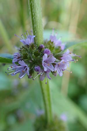 Mentha arvensis / Corn Mint, D Odenwald, Mossautal 3.9.2015