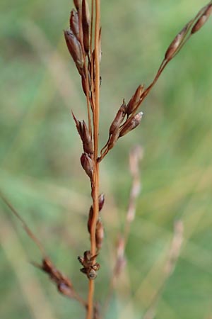 Molinia arundinacea / Tall Moor Grass, D Ketsch 7.10.2015