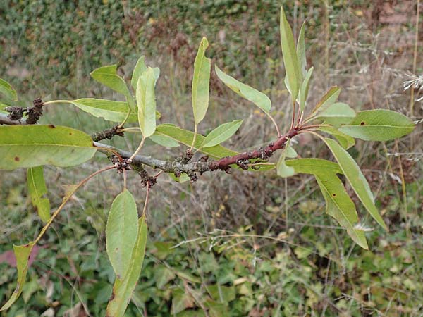 Prunus dulcis / Almond, D Klingenberg am Main 15.10.2016