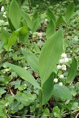 Convallaria majalis \ Maiglckchen / Lily of the Valley, D Werbachhausen 20.5.2017