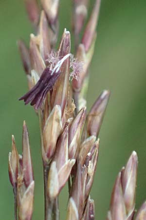 Molinia arundinacea \ Rohr-Pfeifengras, D Schwarzwald, Hornisgrinde 1.8.2017