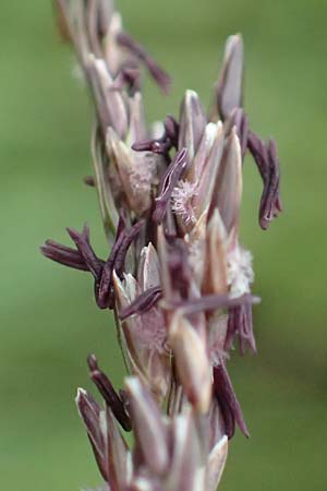 Molinia arundinacea \ Rohr-Pfeifengras / Tall Moor Grass, D Schwarzwald/Black-Forest, Hornisgrinde 1.8.2017