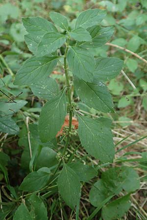 Mentha arvensis \ Acker-Minze / Corn Mint, D Odenwald, Neunkirchen 29.9.2017