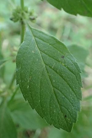 Mentha arvensis \ Acker-Minze / Corn Mint, D Odenwald, Neunkirchen 29.9.2017