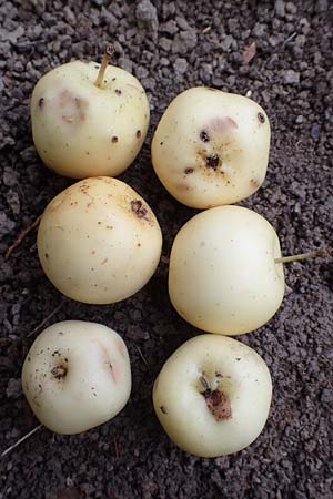 Malus sylvestris \ Holz-Apfel, Wild-Apfel, D Mannheim 4.10.2017